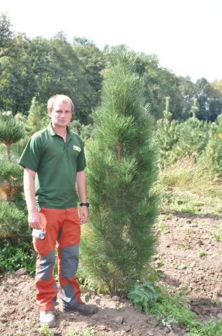 Pinus nigra 'Obelisk'